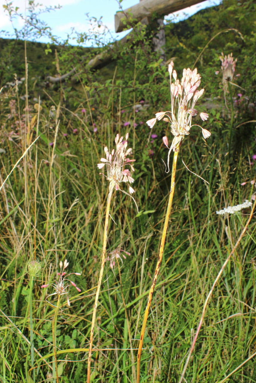 Allium oleraceum